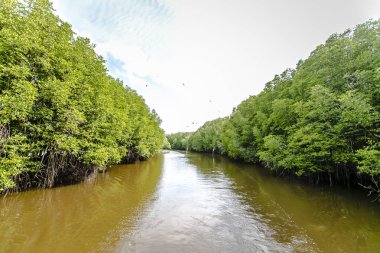 Mangrov ağaçlar deniz boyunca