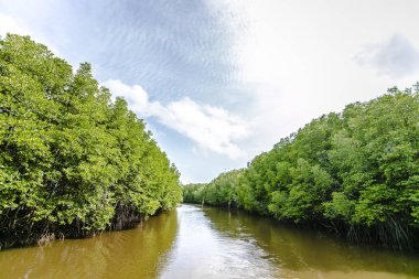 Mangrov ağaçlar deniz boyunca