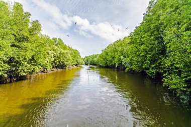 Mangrov ağaçlar deniz boyunca