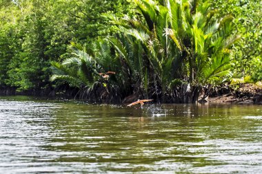 Chanthaburi Eyaleti, Tayland denizde kırmızı şahin