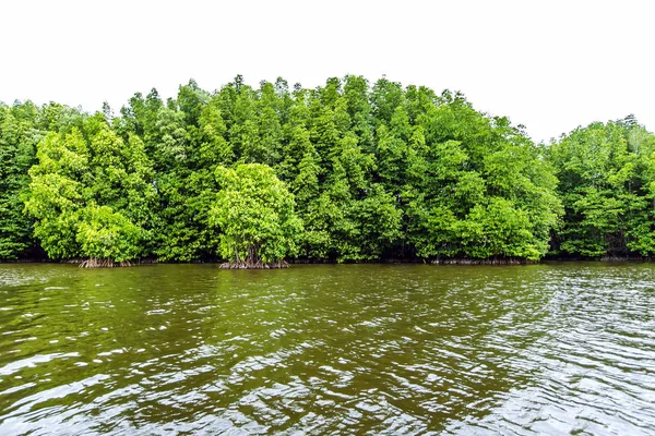 Mangrov ağaçlar deniz boyunca