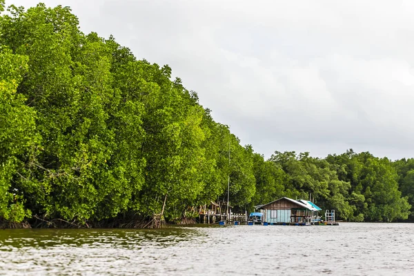 Mangrov ağaçlar deniz boyunca