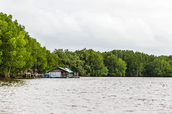 Мангровые Деревья Вдоль Моря — стоковое фото