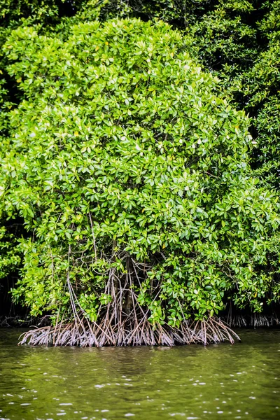 Mangroveträd Längs Havet — Stockfoto