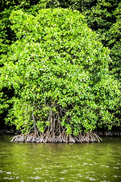 Mangrov ağaçlar deniz boyunca