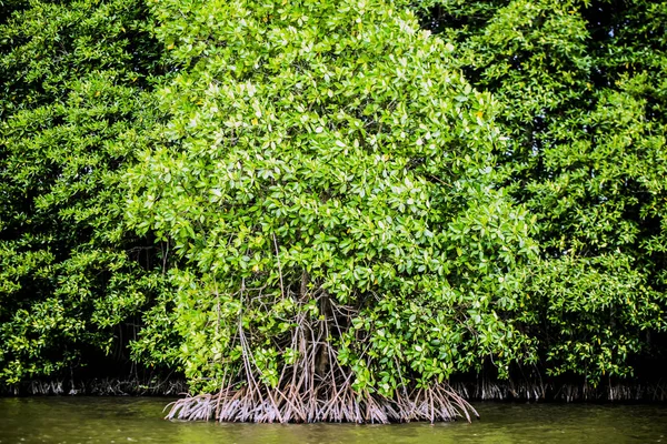 Mangrov ağaçlar deniz boyunca