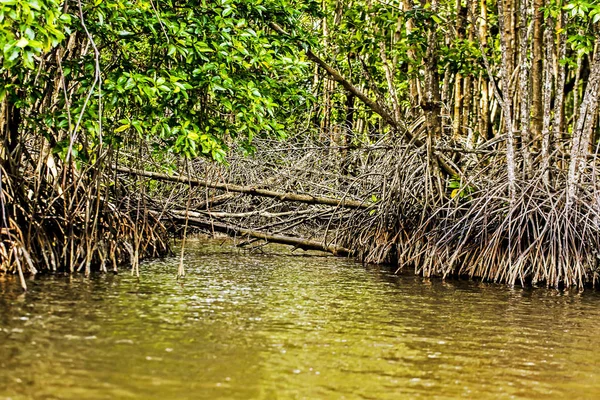 Мангровые Деревья Вдоль Моря — стоковое фото