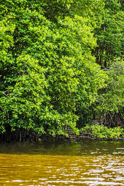 Mangroveträd Längs Havet — Stockfoto
