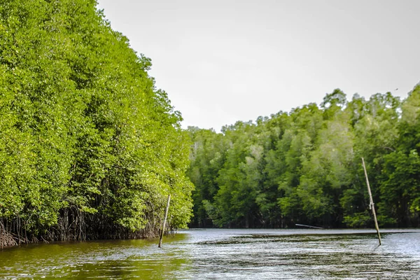 Mangroveträd Längs Havet — Stockfoto