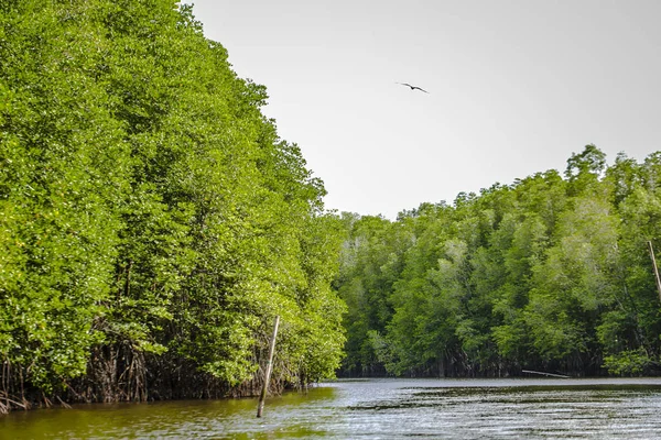 Mangrov ağaçlar deniz boyunca