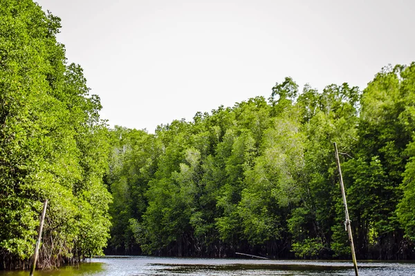 Mangrov ağaçlar deniz boyunca