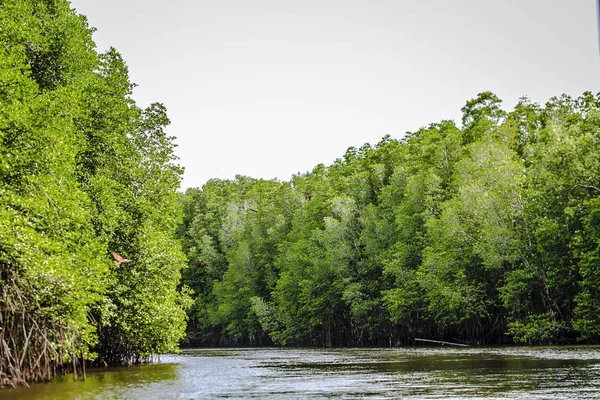 Mangrov ağaçlar deniz boyunca