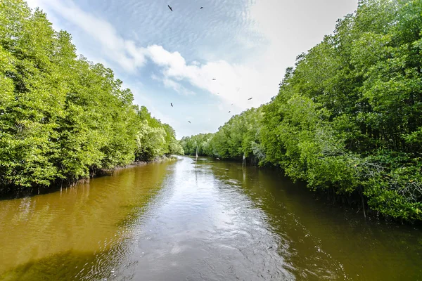 Mangroveträd Längs Havet — Stockfoto