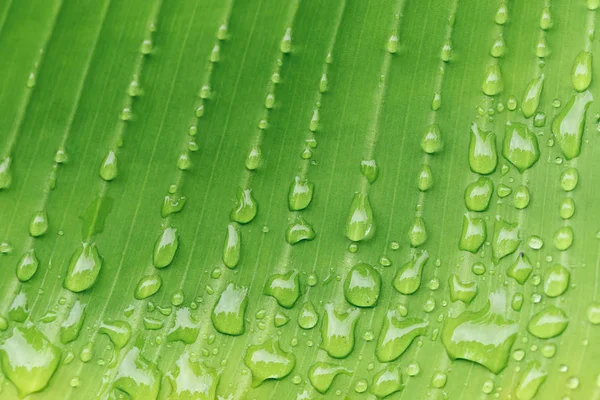 Gotas Água Folha Verde Fresca — Fotografia de Stock