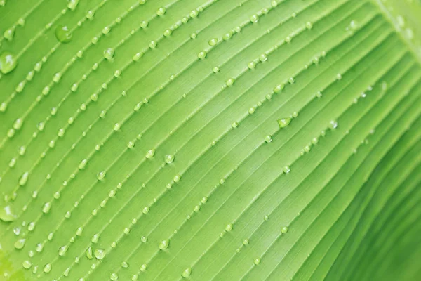Gotas Água Folha Verde Fresca — Fotografia de Stock