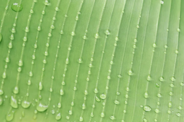 Gotas Água Folha Verde Fresca — Fotografia de Stock