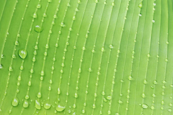 新鮮な緑の葉に水が落ちる — ストック写真