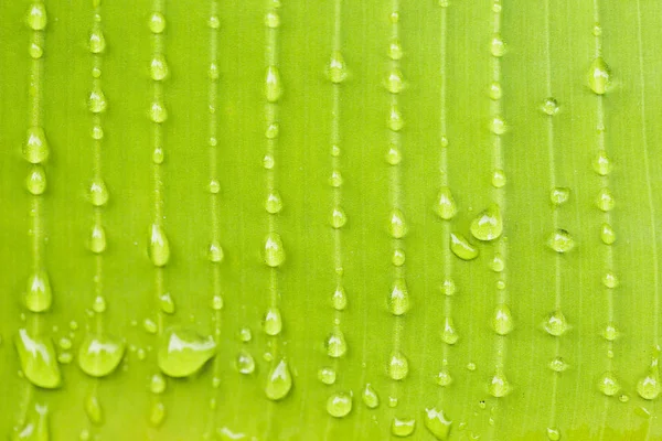 新鮮な緑の葉に水が落ちる — ストック写真