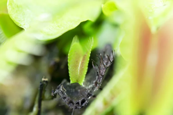 Macro Imagem Uma Planta Carnívora Droseaceae — Fotografia de Stock