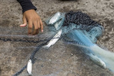 Tekir balığı balıkçı ağıyla yakalar..