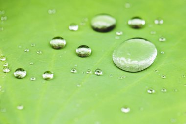 Yeşil yaprak ve su damlaları 