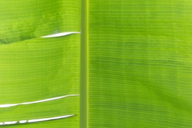 Arkaplan olarak yeşil yaprağın dokusu 