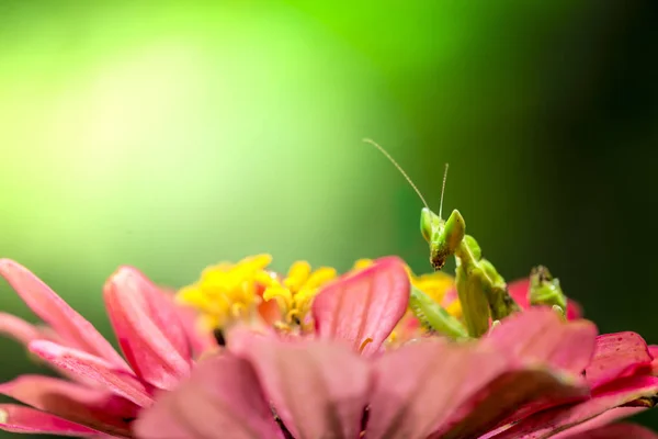 Green Flower Praying Mantis Leaf — Stock Photo, Image