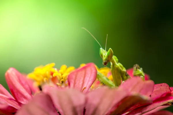 绿花在叶子上祈祷螳螂 — 图库照片