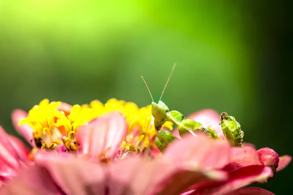 绿花在叶子上祈祷螳螂 — 图库照片
