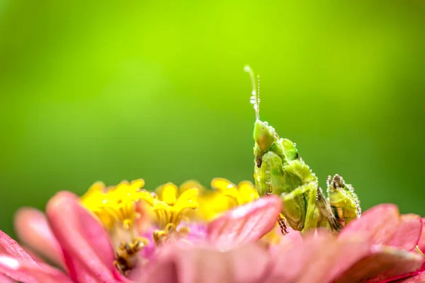 Green Flower Praying Mantis Leaf — Stock Photo, Image