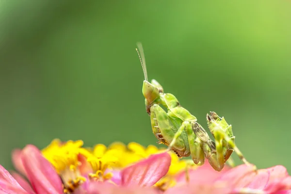 Green Flower Praying Mantis Leaf — Stock Photo, Image