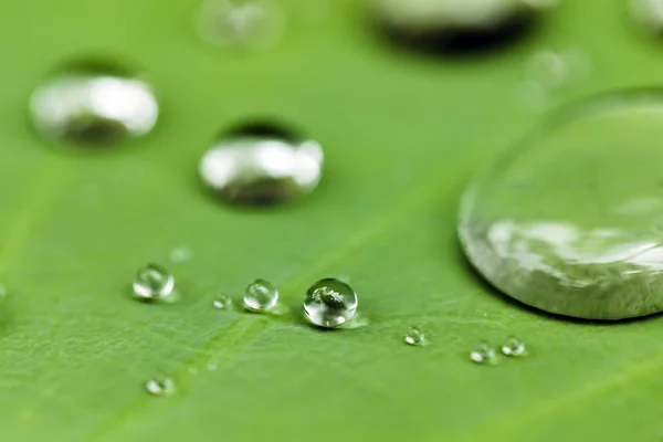 Folha Verde Com Gotas Água — Fotografia de Stock