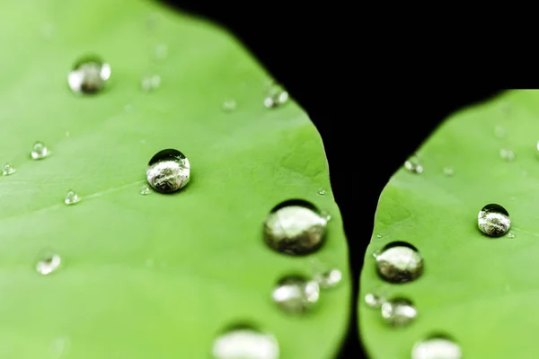 Hoja Verde Con Gotas Agua — Foto de Stock