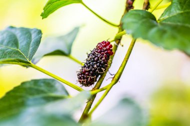 Dut meyve closeup whit bulanık arka plan