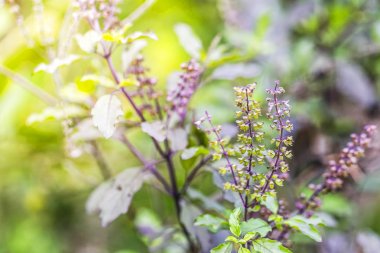 kırmızı kutsal fesleğen veya fesleğen 