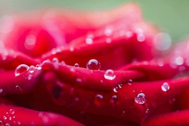 Siyah güller arka plan kadar yakın ve çiy damla yalnız hissetmek için