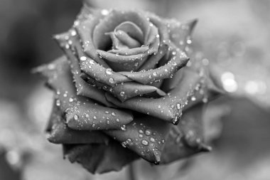 Siyah güller arka plan kadar yakın ve çiy damla yalnız hissetmek için