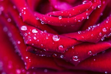 Siyah güller arka plan kadar yakın ve çiy damla yalnız hissetmek için