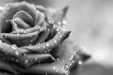 Siyah güller arka plan kadar yakın ve çiy damla yalnız hissetmek için