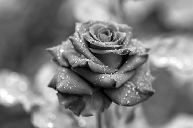 Siyah güller arka plan kadar yakın ve çiy damla yalnız hissetmek için