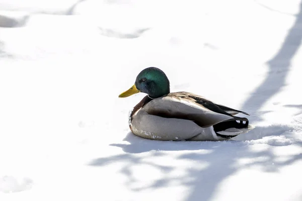 Beautiful Mallard Duck Snow — Stock Photo, Image