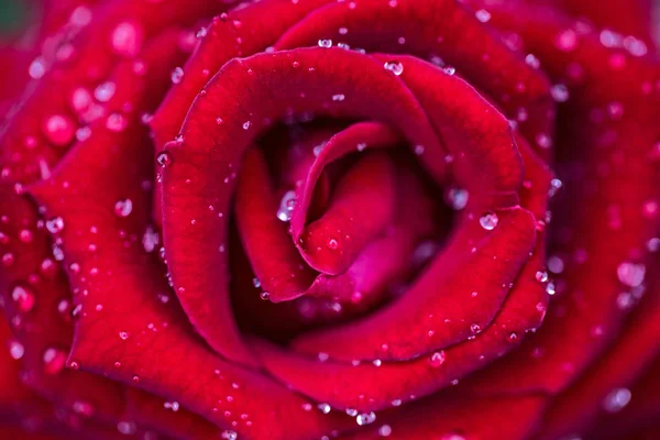 Roses Noires Fermer Fond Goutte Rosée Pour Sentir Seul — Photo