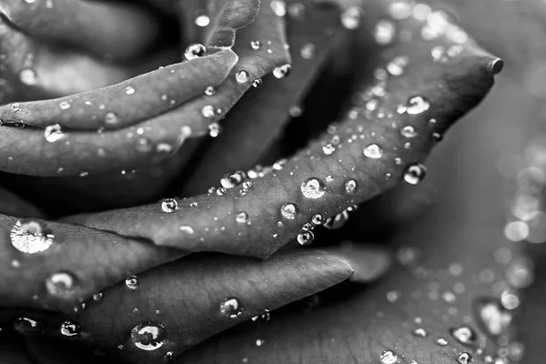 Siyah güller arka plan kadar yakın ve çiy damla yalnız hissetmek için