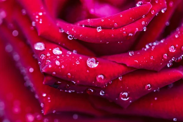 Siyah güller arka plan kadar yakın ve çiy damla yalnız hissetmek için