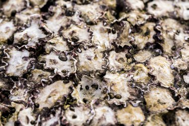 Geleneksel balık pazarı taze istiridye dolu.