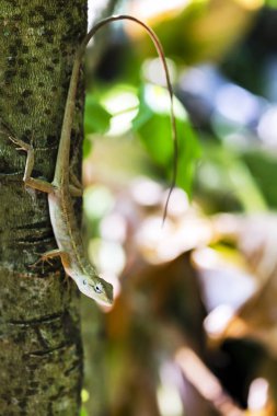Bahçe kertenkele ağaç üzerinde kapat