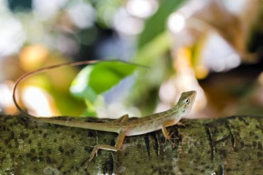 Bahçe kertenkele ağaç üzerinde kapat