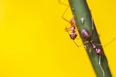 Kırmızı dokumacı karıncalar yiyeceği diğeriyle paylaşıyor. 