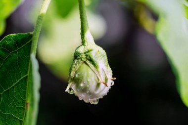 Tay yeşil patlıcan patlıcan ağacı üzerinde