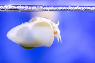 Zırhlı Büyük Gölet Salyangozu